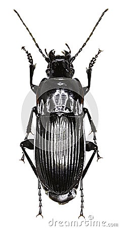 Parallel-sided Ground Beetle on white Background Stock Photo