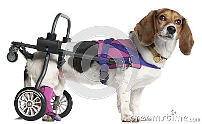 Paralyzed handicapped Mixed-breed dog Stock Photo