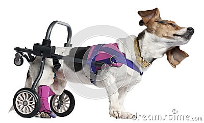Paralyzed handicapped Mixed-breed dog Stock Photo