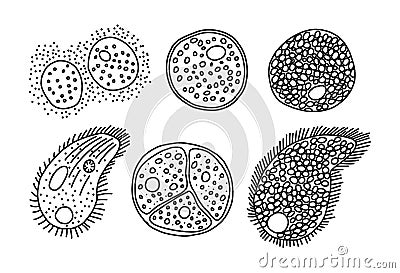 Paramecia origin mode, isolated on white, vector illustration. Vector Illustration