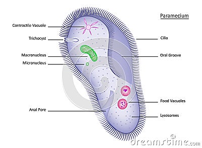 Paramecium Cartoon Illustration