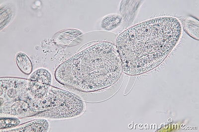 Paramecium caudatum is a genus of unicellular ciliated protozoan and Bacterium. Stock Photo