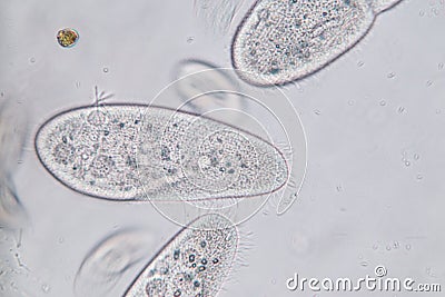 Paramecium caudatum is a genus of unicellular ciliated protozoan and Bacterium. Stock Photo