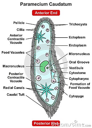 Paramecium Caudatum Parts and Structure Infographic Diagram Vector Illustration