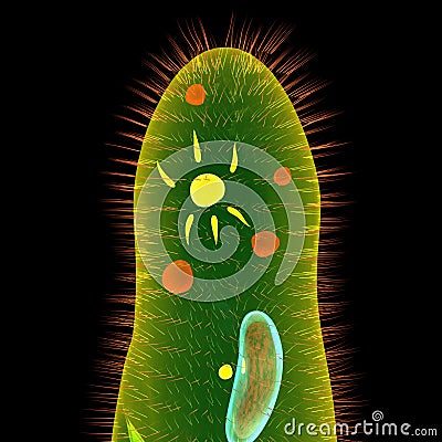 Paramecium Stock Photo