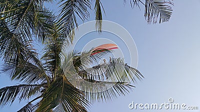 Parameter over coconut tree under blue sky Stock Photo