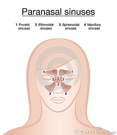 Paranasal Sinuses Female Face Vector Illustration