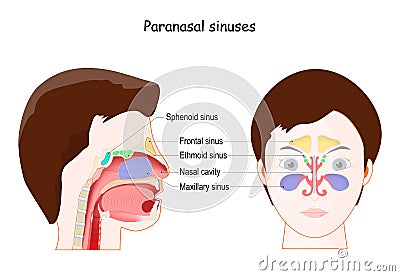 Paranasal sinuses. frontal view and Lateral projection Vector Illustration