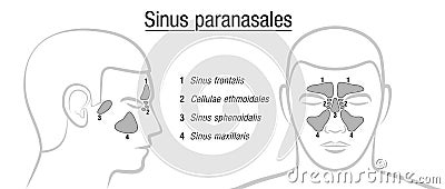 Paranasal Sinuses Latin Terms Vector Illustration