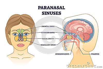 Paranasal sinuses location and nasal cavity structure anatomy outline diagram Vector Illustration