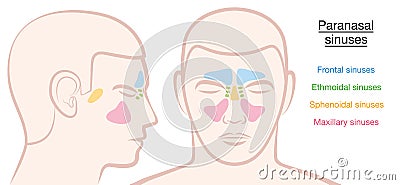 Paranasal Sinuses Male Face Vector Illustration