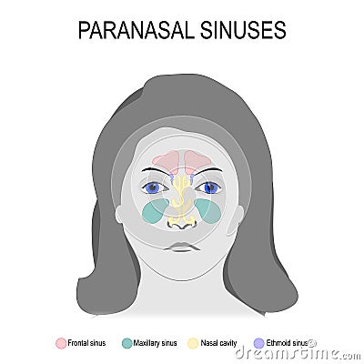 Paranasal sinuses Vector Illustration