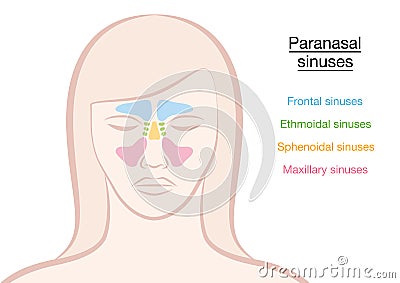 Paranasal Sinuses Woman Vector Illustration