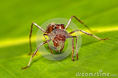 Paraponera clavata known as the bullet ant Tortuguero Cerro, Costa Rica Stock Photo