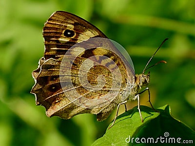 Nice butterfly Stock Photo