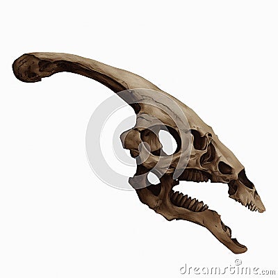 Parasaurolophus Skull Dinosaur Fossil Late Cretaceous epoch Isolated, Transparent Background Stock Photo