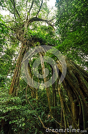 Parasite Consuming a Tree Stock Photo