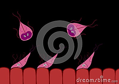 Parasite Giardia intestinalis Vector Illustration