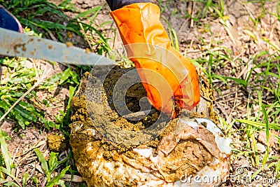 A parasite in the liver of the buffalo. Stock Photo