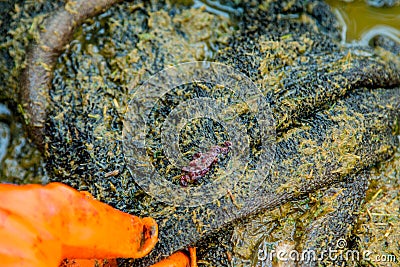 A parasite in the liver of the buffalo. Stock Photo