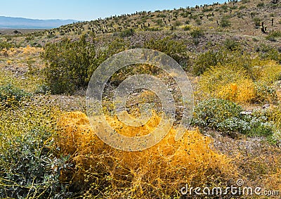 Dodder vine, Cuscuta, overtakes the Brittlebush plant Stock Photo