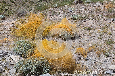 Dodder vine, Cuscuta, overtakes the Brittlebush plant Stock Photo