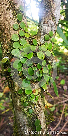 Parasite that reside on trees, plants in the forest Stock Photo