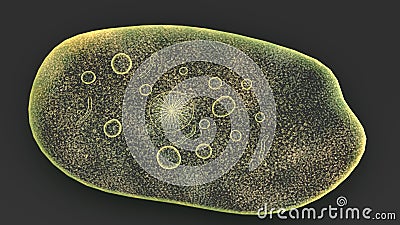 Parasitic entamoeba Stock Photo