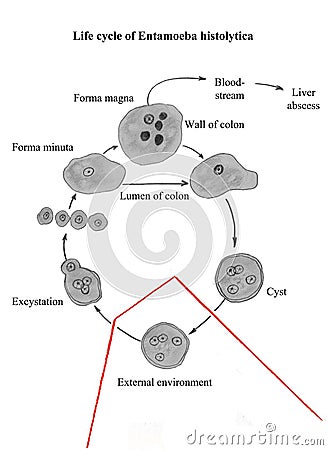 Parasitic Entamoeba histolytica. Hand drawing image. Stock Photo