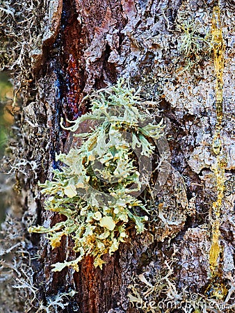 Parasitic Green Growths on Old Pine Tree Stock Photo