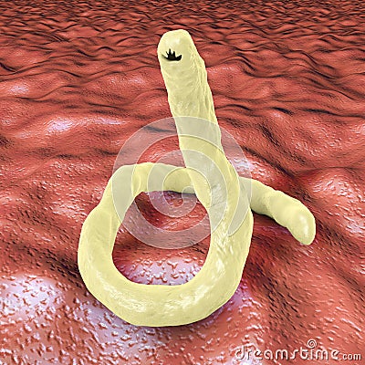 Parasitic hookworm Ancylosoma Cartoon Illustration