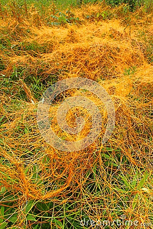 Parasitic Plant Dodder Stock Photo