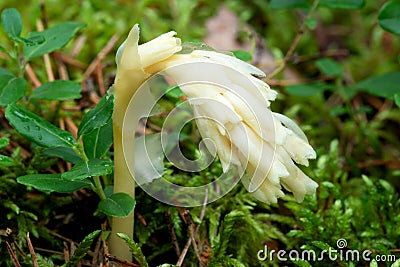 Parasitic plant Pinesap False beech-drops, Hypopitys monotropa in a pine forest Stock Photo