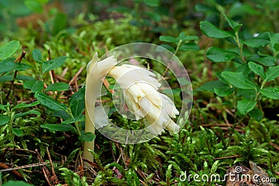 Parasitic plant Pinesap False beech-drops, Hypopitys monotropa in a pine forest Stock Photo