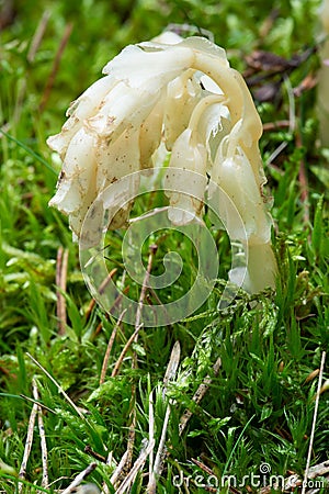 Parasitic plant Pinesap False beech-drops, Hypopitys monotropa in a pine forest Stock Photo