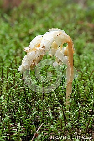 Parasitic plant Pinesap False beech-drops, Hypopitys monotropa in a pine forest Stock Photo