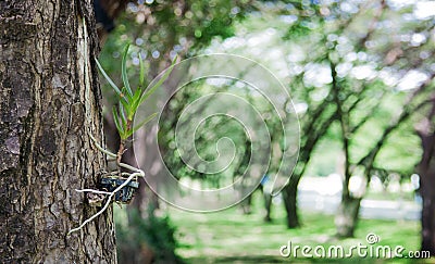 Parasitic tree with big tree In the concept of growth, survival by relying on sucking food from greater than dependency Stock Photo