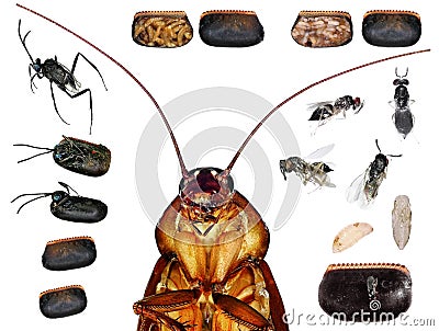 Parasitic wasps of american cockroach Stock Photo
