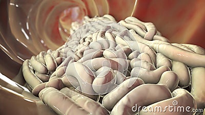 Parasitic worms in the lumen of intestine, growth and multiplication of nematode worms Cartoon Illustration