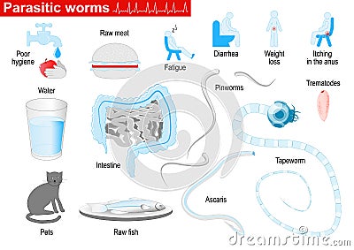 Parasitic worms. Medical Infographic set Vector Illustration