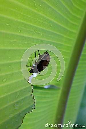 Parasitism is eating banana tree leaves Stock Photo