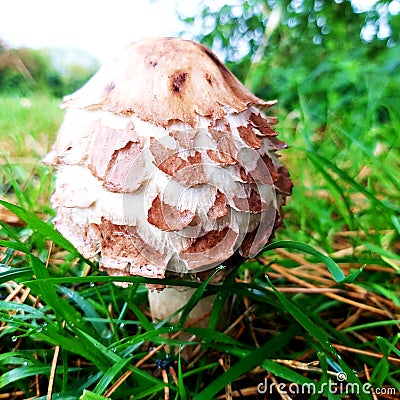 Parasol bright mushroom field fungi Stock Photo