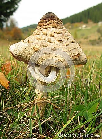 Parasol mushroom Macrolepiota Stock Photo