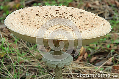 Parasol mushroom - Macrolepiota procera Stock Photo