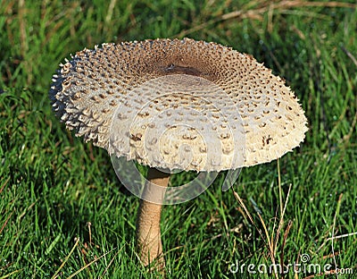 Parasol Mushroom (Macrolepiota Procera) Stock Photo