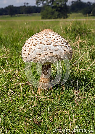 Parasol Mushroom - Macrolepiota procera, Worcestershire, England. Stock Photo