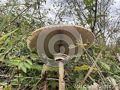 parasol mushroom showing the scales on the stem and the movable ring around the stipe Stock Photo