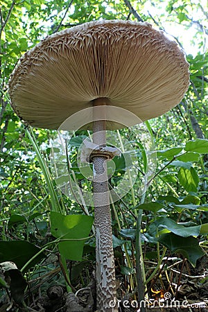 Parasol mushrooms spectacular, upstanding, and outstanding. Stock Photo