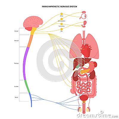 Parasympathetic nervous system Vector Illustration