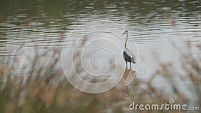 Parc richmond sauvage magnifique oiseau-héron gris se promène au ralenti en grand reflet du beaut du lac clips vidéos Parc richmond sauvage magnifique oiseau-héron gris se promène au ralenti en grand reflet du beaut du lac clips vidéos